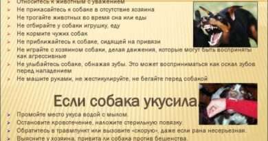 Что делать, если во сне вас укусила собака за бок: причины и советы. Смотреть фото Что делать, если во сне вас укусила собака за бок: причины и советы. Смотреть картинку Что делать, если во сне вас укусила собака за бок: причины и советы. Картинка про Что делать, если во сне вас укусила собака за бок: причины и советы. Фото Что делать, если во сне вас укусила собака за бок: причины и советы