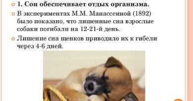 7 практических советов о том, что делать, если во сне сильно укусила собака. Смотреть фото 7 практических советов о том, что делать, если во сне сильно укусила собака. Смотреть картинку 7 практических советов о том, что делать, если во сне сильно укусила собака. Картинка про 7 практических советов о том, что делать, если во сне сильно укусила собака. Фото 7 практических советов о том, что делать, если во сне сильно укусила собака