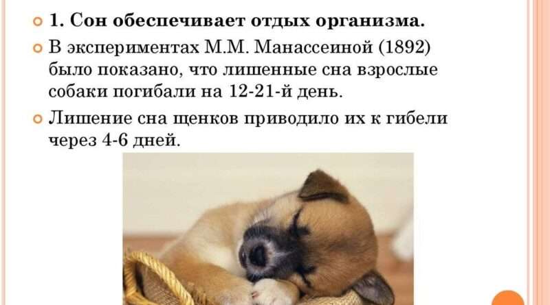 7 практических советов о том, что делать, если во сне сильно укусила собака. Смотреть фото 7 практических советов о том, что делать, если во сне сильно укусила собака. Смотреть картинку 7 практических советов о том, что делать, если во сне сильно укусила собака. Картинка про 7 практических советов о том, что делать, если во сне сильно укусила собака. Фото 7 практических советов о том, что делать, если во сне сильно укусила собака