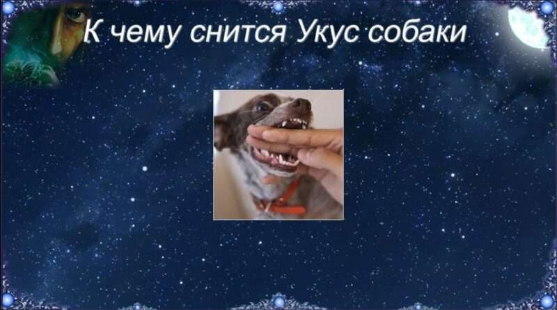 Толкование сна: собака, укусившая и потерянная рука. Смотреть фото Толкование сна: собака, укусившая и потерянная рука. Смотреть картинку Толкование сна: собака, укусившая и потерянная рука. Картинка про Толкование сна: собака, укусившая и потерянная рука. Фото Толкование сна: собака, укусившая и потерянная рука