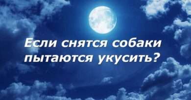 Черная собака укусила за руку во сне особенности и значение сновидения. Смотреть фото Черная собака укусила за руку во сне особенности и значение сновидения. Смотреть картинку Черная собака укусила за руку во сне особенности и значение сновидения. Картинка про Черная собака укусила за руку во сне особенности и значение сновидения. Фото Черная собака укусила за руку во сне особенности и значение сновидения
