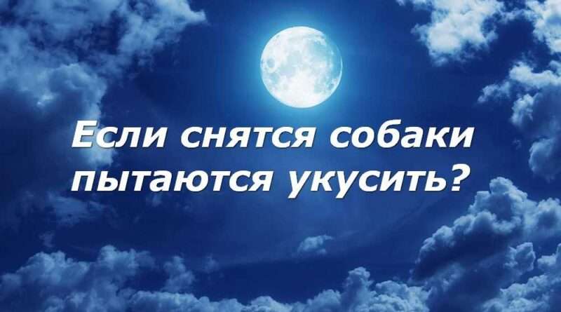 Черная собака укусила за руку во сне особенности и значение сновидения. Смотреть фото Черная собака укусила за руку во сне особенности и значение сновидения. Смотреть картинку Черная собака укусила за руку во сне особенности и значение сновидения. Картинка про Черная собака укусила за руку во сне особенности и значение сновидения. Фото Черная собака укусила за руку во сне особенности и значение сновидения