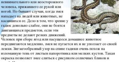 Значение приметы: собаку укусила змея во сне. Смотреть фото Значение приметы: собаку укусила змея во сне. Смотреть картинку Значение приметы: собаку укусила змея во сне. Картинка про Значение приметы: собаку укусила змея во сне. Фото Значение приметы: собаку укусила змея во сне